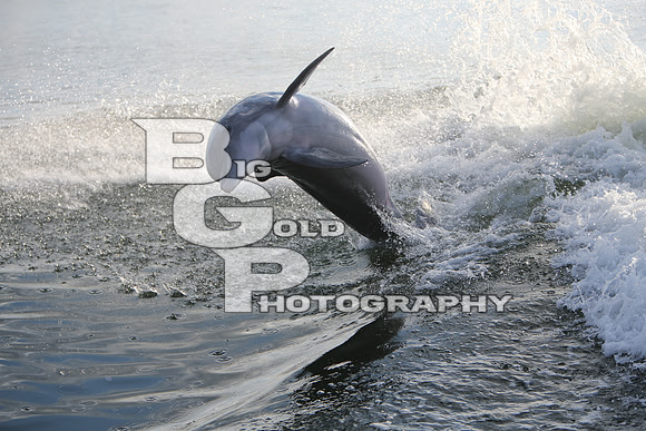 4BGP3485