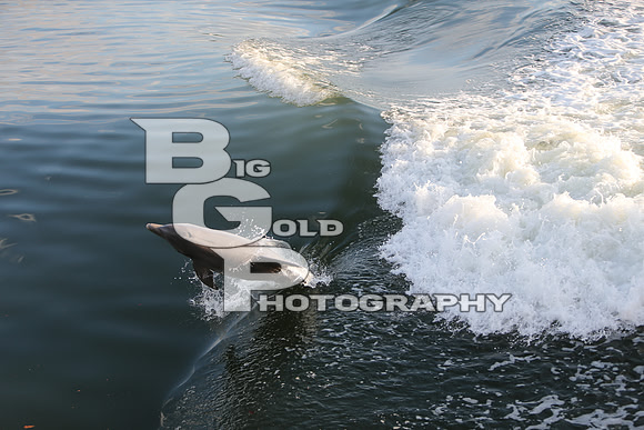 4BGP3659