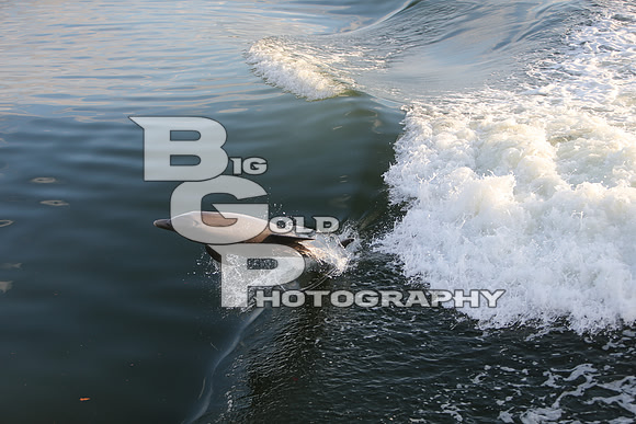 4BGP3660
