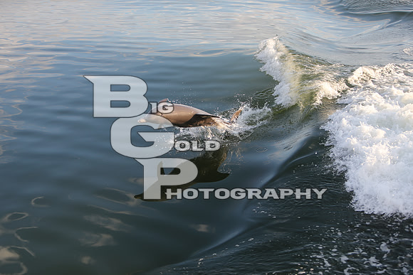 4BGP3687