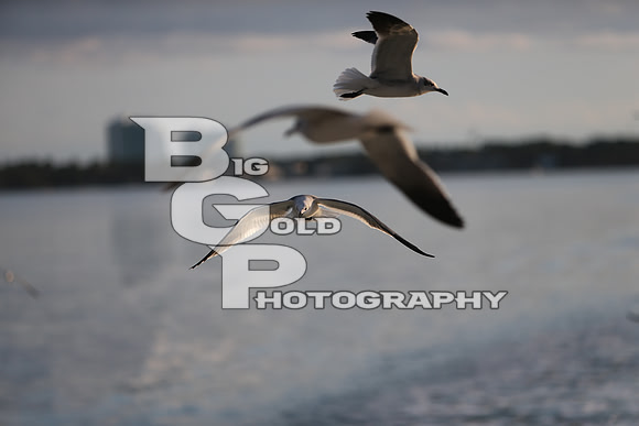 4BGP3704