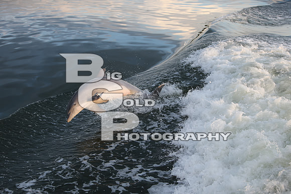 4BGP3750