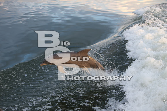 4BGP3781