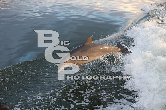4BGP3784