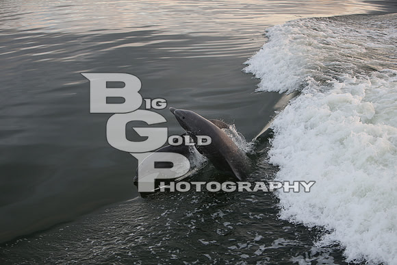 4BGP3900