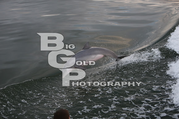 4BGP4054
