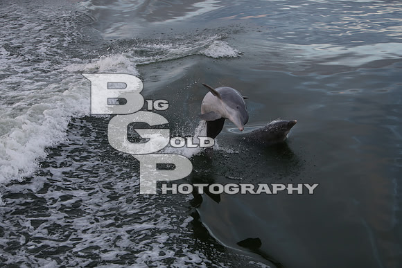 4BGP4140