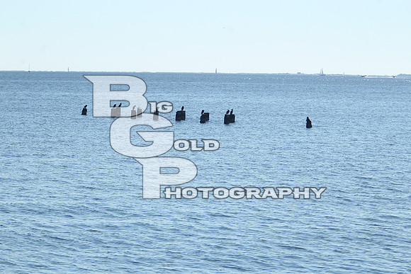 BGP_1916