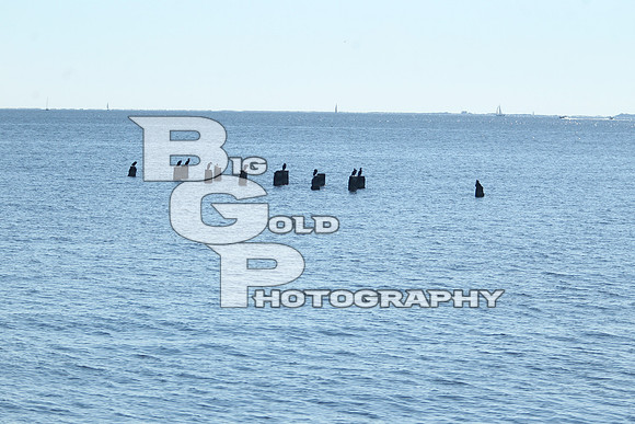 BGP_1917